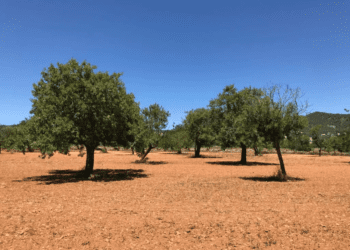 Terreno en Sant Jordi. Foto: L. F. A.