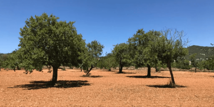 Terreno en Sant Jordi. Foto: L. F. A.