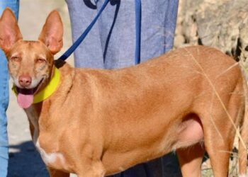 Imagen de uno de los perros que están en adopción en sa Coma. Foto: Ayuntamiento de Ibiza