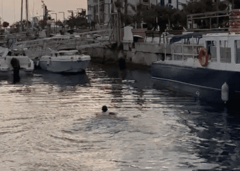 La curiosa estampa del joven, nadando en el puerto de Ibiza en la madrugada de hoy viernes 1 de noviembre. Imagen Noudiari.