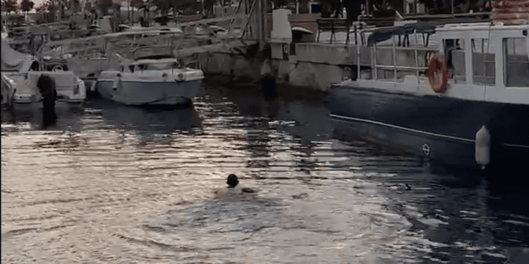 La curiosa estampa del joven, nadando en el puerto de Ibiza en la madrugada de hoy viernes 1 de noviembre. Imagen Noudiari.