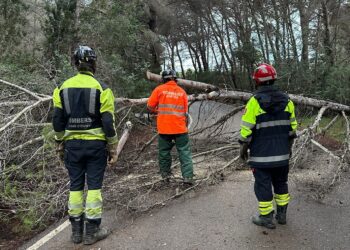 Bomberos retiran el árbol caído que impedía el paso por el Camí de Perella de Santa Eulària. Foto Bombers d'Eivissa.
