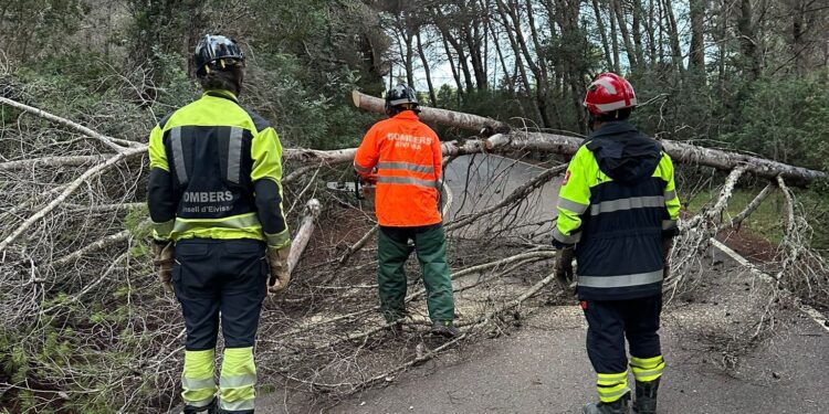 Bomberos retiran el árbol caído que impedía el paso por el Camí de Perella de Santa Eulària. Foto Bombers d'Eivissa.
