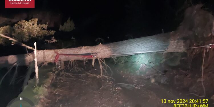 Imagen del árbol derribado facilitada por los Bombers d'Eivissa en sus redes.