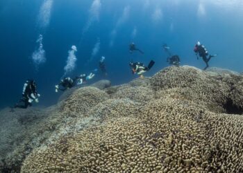 Imagen del gran coral descubierto cerca de las Islas Salomón. Foto: Manu San Félix / National Geographic