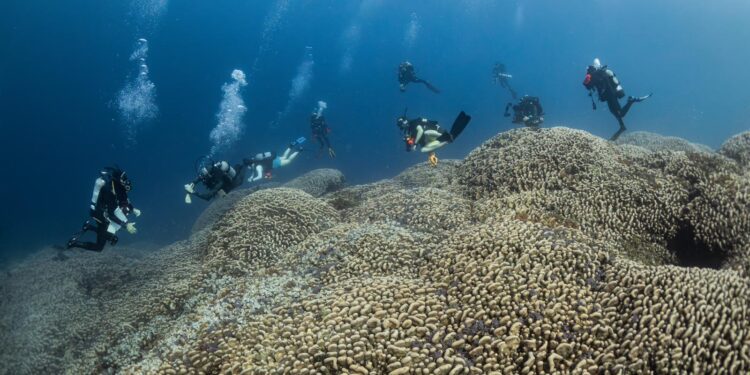 Imagen del gran coral descubierto cerca de las Islas Salomón. Foto: Manu San Félix / National Geographic