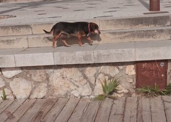 Imagen de la perra paseando por el escalón que separa la arena del paseo marítimo.