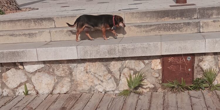 Imagen de la perra paseando por el escalón que separa la arena del paseo marítimo.