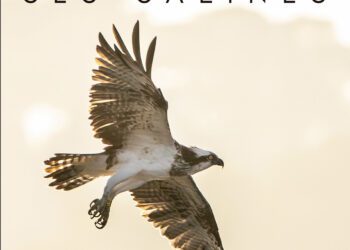 Portada del libro 'Un passeig per ses Salines'