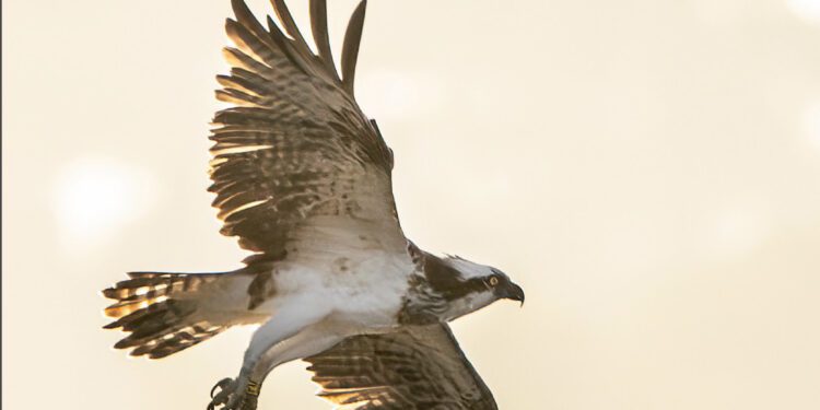Portada del libro 'Un passeig per ses Salines'