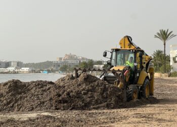 Trabajos de retorno de la posidonia. Fotos: Ayuntamiento de Ibiza