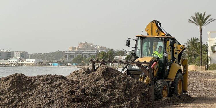 Trabajos de retorno de la posidonia. Fotos: Ayuntamiento de Ibiza