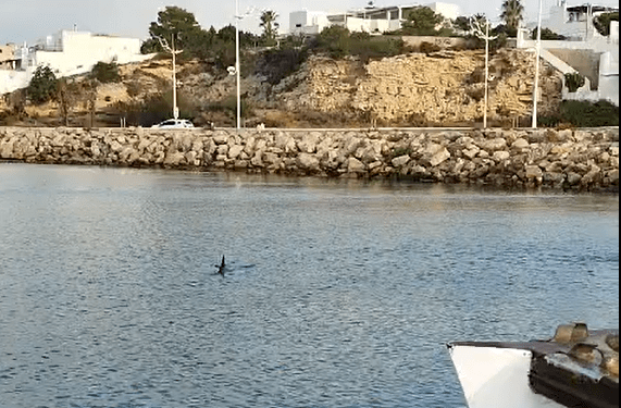 Un delfín desorientado en el puerto de Ibiza junto a la zona de cruceristas de Botafoc. Imagen A. Segura cedida