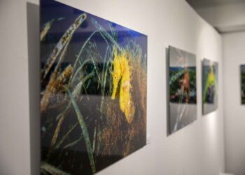 'El jardí de Posidó' a Sa Nostra Sala. Fotos: Consell d'Eivissa