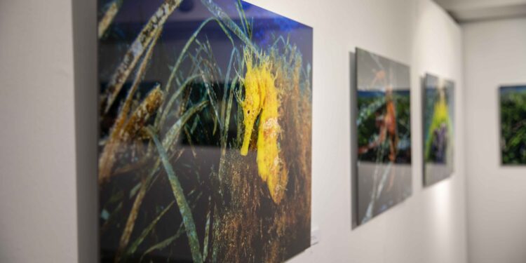 'El jardí de Posidó' a Sa Nostra Sala. Fotos: Consell d'Eivissa