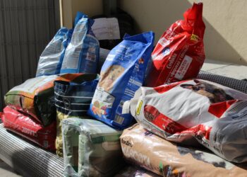 Comida y material recogido hoy. Foto: Ayuntamiento de Ibiza