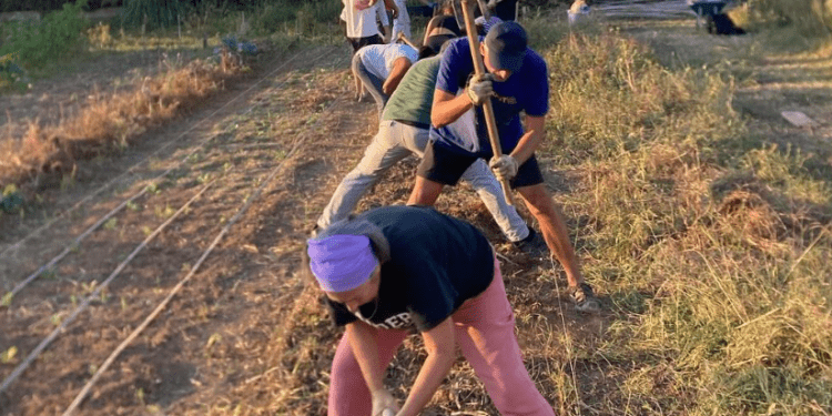 Imagen de una de las actividades realizadas en el huerto comunitario de Sa Llavanera: FOTO: @hortsallavanera