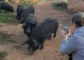 Una periodista toma unas fotos del porc negre eivissenc.