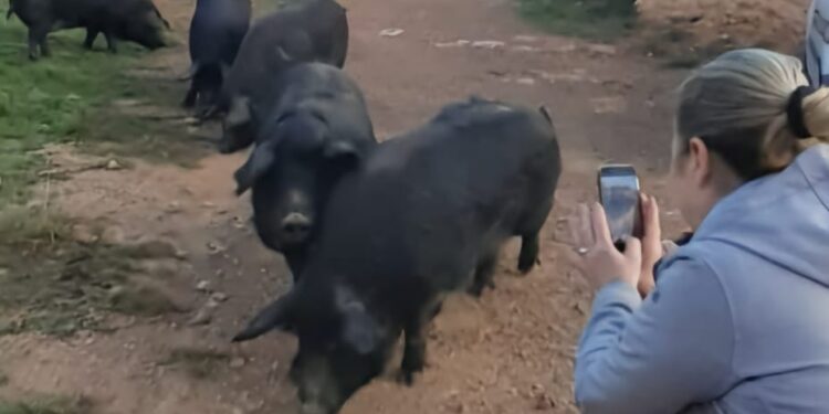 Una periodista toma unas fotos del porc negre eivissenc.