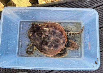 Imagen de la tortuga. Foto: Ayuntamiento de Sant Antoni