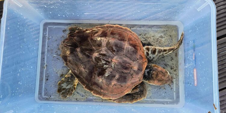 Imagen de la tortuga. Foto: Ayuntamiento de Sant Antoni