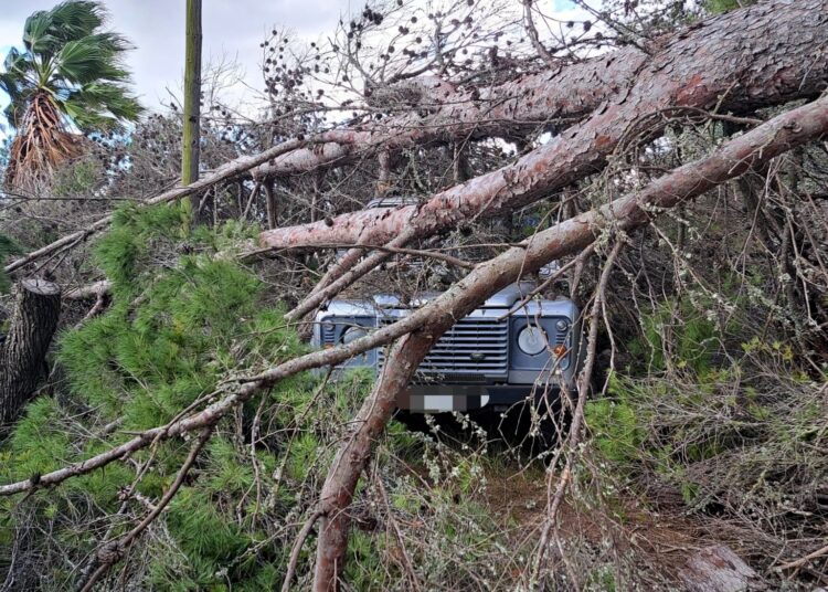Imagen de un árbol caído a causa del viento.
