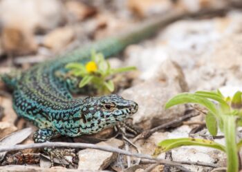 Lagartija ibicenca en una imagen de Jordi Serapio.