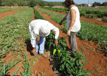 Agricultores de Ibiza, en una imagen de archivo.