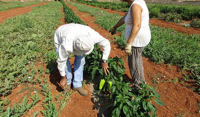 Agricultores de Ibiza, en una imagen de archivo.