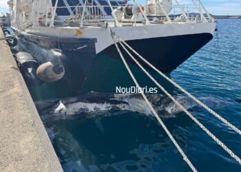 El cetáceo ha aparecido junto al muelle de Botafoc donde estaba atracado un barco de Aquabús.