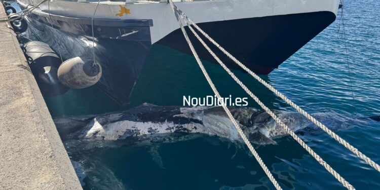 El cetáceo ha aparecido junto al muelle de Botafoc donde estaba atracado un barco de Aquabús.
