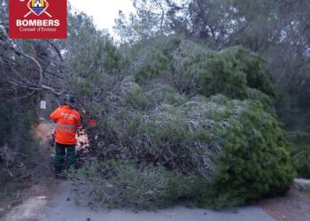 El árbol derribado bloqueaba la carretera. Fotos Bombers d'Eivissa