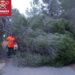 El árbol derribado bloqueaba la carretera. Fotos Bombers d'Eivissa