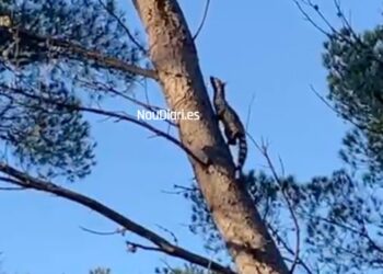 Captura del vídeo de la jineta, en la que el animal corre por el tronco del árbol en un bosque de Ibiza. Vídeo de Dani Orvay cedido a Noudiari.