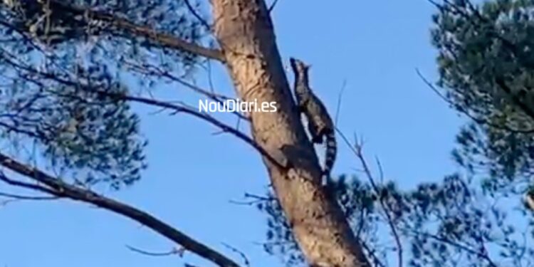 Captura del vídeo de la jineta, en la que el animal corre por el tronco del árbol en un bosque de Ibiza. Vídeo de Dani Orvay cedido a Noudiari.
