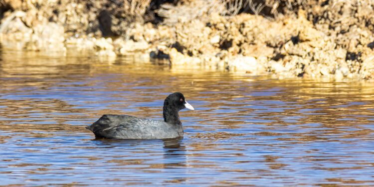 Focha común en Ibiza. Fotos: Paco Natera.