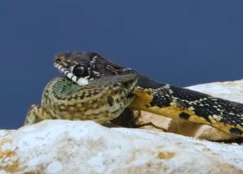 En la imagen. una serpiente ataca a una lagartija en Ibiza