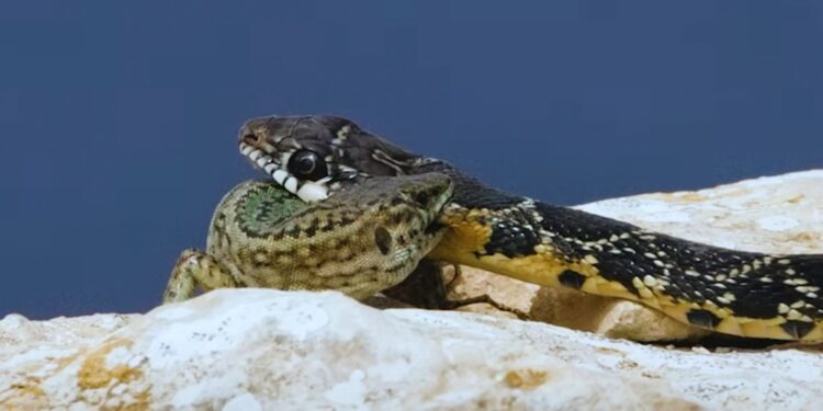 En la imagen. una serpiente ataca a una lagartija en Ibiza