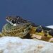 En la imagen. una serpiente ataca a una lagartija en Ibiza