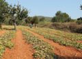 Imagen de archivo de un campo de cultivo de Ibiza.  Foto: Ibiza Sabors