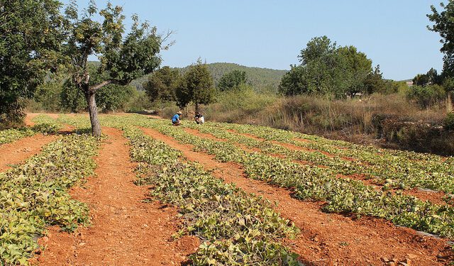 Imagen de archivo de un campo de cultivo de Ibiza.  Foto: Ibiza Saborss