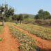 Imagen de archivo de un campo de cultivo de Ibiza.  Foto: Ibiza Saborss