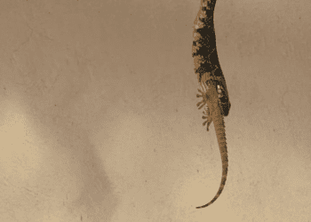 Una serpiente colgada de una viga en una casa de Jesús engullendo un gecko. Foto de Rafa / Dean Gallagher cedida a Noudiari