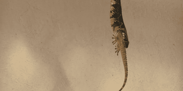 Una serpiente colgada de una viga en una casa de Jesús engullendo un gecko. Foto de Rafa / Dean Gallagher cedida a Noudiari