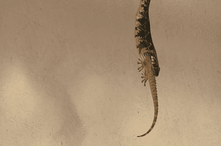 Una serpiente colgada de una viga en una casa de Ibiza engullendo un gecko. Foto de Rafa / Dean Gallagher cedida a Noudiari