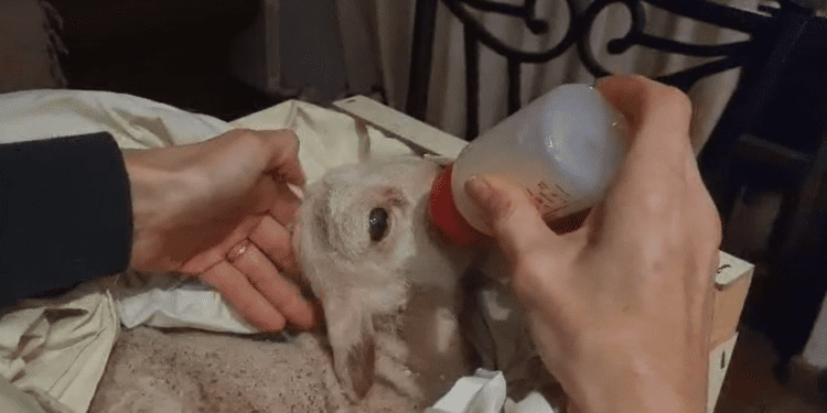 Corderito con malformaciones rescatado de la basura en Santa Gertrudis, Ibiza.