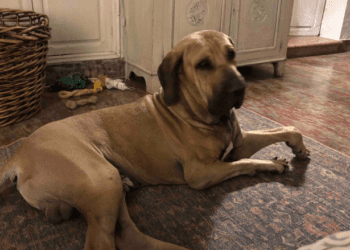 Fokky, un perro con malformaciones que precisa ayuda para sus operaciones.