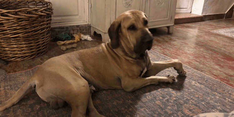 Fokky, un perro con malformaciones que precisa ayuda para sus operaciones.