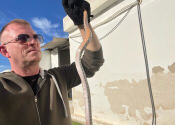 Gallagher con la serpiente hallada en Jesús, en el techo de la zona de lavandería de una casa. Cedida a Noudiari