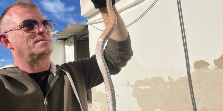 Gallagher con la serpiente hallada en Jesús, en el techo de la zona de lavandería de una casa. Cedida a Noudiari